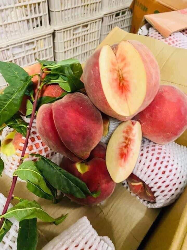 Đào tuyết Lệ Giang đắt khách từ đầu tới cuối vụ, tiểu thương nhiều hôm phải treo biển cháy hàng-7