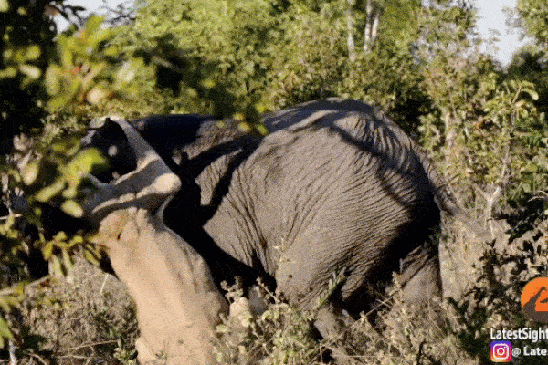 Clip: Voi rừng nổi điên, lật ngửa ô tô khiến cả gia đình hoảng sợ-1