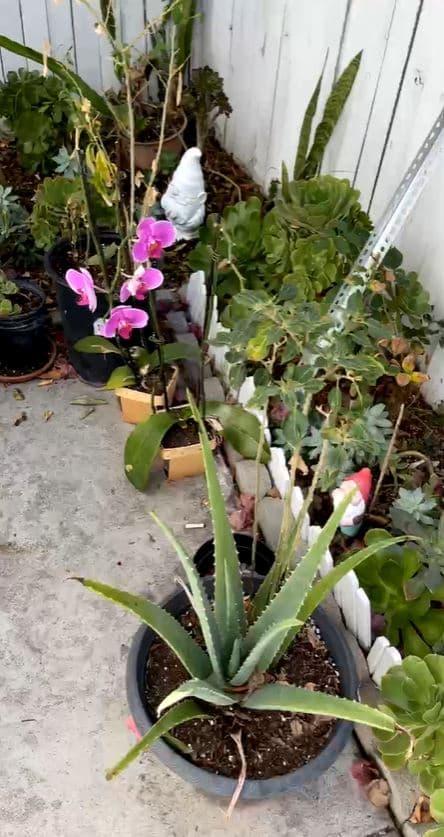 Ngôi nhà giản dị tại Mỹ của cố ca sĩ Phi Nhung: Cây cối ra quả xum xuê, mọi vật vẫn còn lưu giữ-2