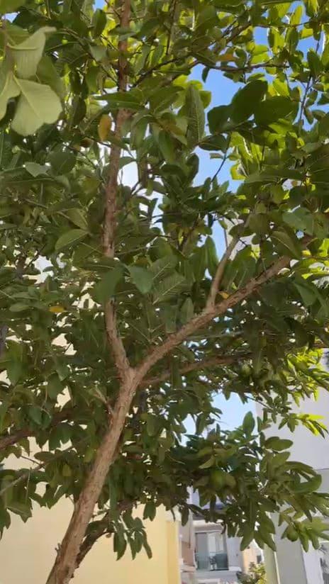 Ngôi nhà giản dị tại Mỹ của cố ca sĩ Phi Nhung: Cây cối ra quả xum xuê, mọi vật vẫn còn lưu giữ-3