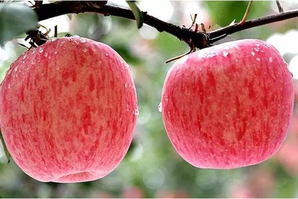 Táo cũng được chia thành quả đực và quả cái! Hãy ghi nhớ 4 mẹo này, bạn sẽ chọn đc quả táo giòn, ngọt và mọng nước-1