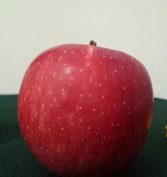 Táo cũng được chia thành quả đực và quả cái! Hãy ghi nhớ 4 mẹo này, bạn sẽ chọn đc quả táo giòn, ngọt và mọng nước-5