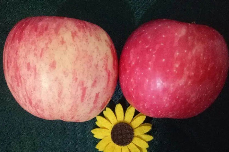 Táo cũng được chia thành quả đực và quả cái! Hãy ghi nhớ 4 mẹo này, bạn sẽ chọn đc quả táo giòn, ngọt và mọng nước-6