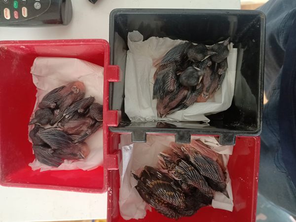 9x nuôi loài chim có vẻ đẹp kỳ lạ giá 400 triệu/cặp, chỉ nuôi 10 ngày đã bán khắp nơi-2