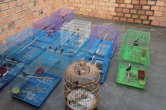 9x nuôi loài chim có vẻ đẹp kỳ lạ giá 400 triệu/cặp, chỉ nuôi 10 ngày đã bán khắp nơi