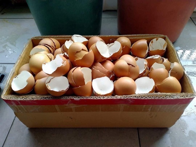 8 surprising benefits from eggshells that housewives should know-1