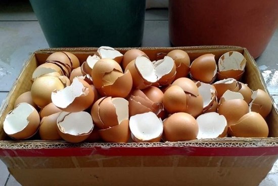 8 lợi ích bất ngờ từ vỏ trứng các bà nội trợ nên biết