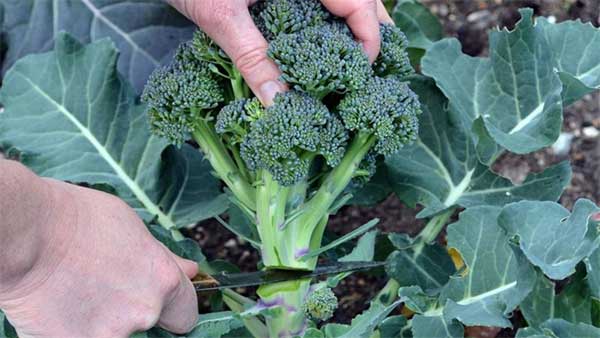 Khi mua súp lơ nên chọn loại bông dày hay thưa? Mách bạn một mẹo nhỏ cả mùa được ăn ngon-4