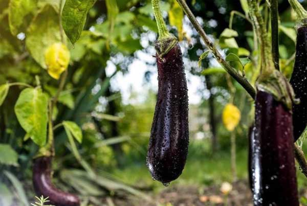 Khi mua cà tím dài nên chọn loại thẳng hay cong? Hãy ghi nhớ 4 điều này, bạn sẽ không bị mua nhầm-1