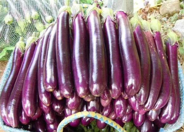 Khi mua cà tím dài nên chọn loại thẳng hay cong? Hãy ghi nhớ 4 điều này, bạn sẽ không bị mua nhầm-2