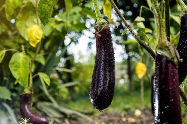 Người làm đậu phụ lâu năm chỉ cách phân biệt đậu phụ sạch và loại có chứa thạch cao, ai cũng cần biết-4