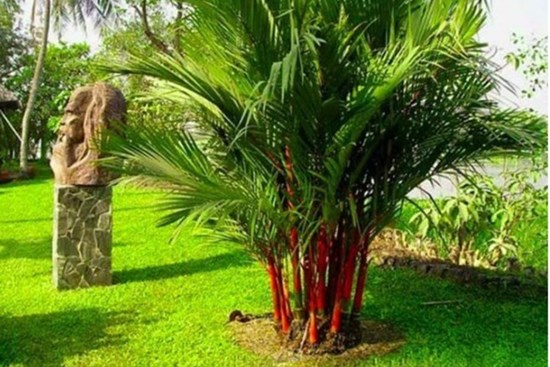 4 loại cây là 