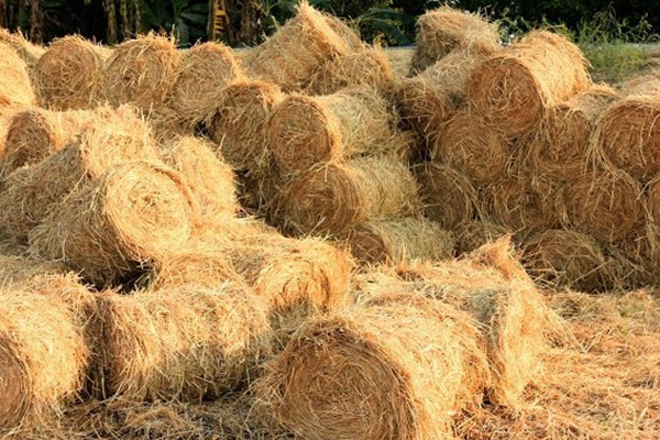 Siêu thực phẩm Amazon bán 1,5 triệu/kg, chợ Việt chỉ 15.000 đồng-4