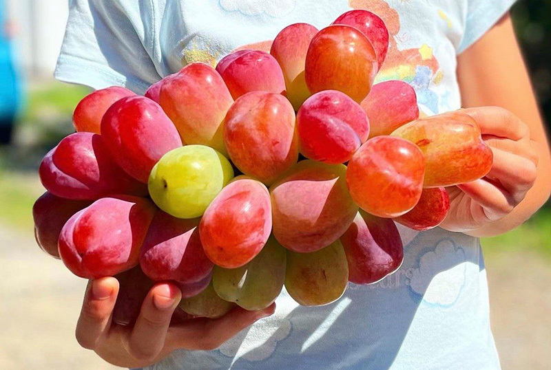 Nho Nhật Bản siêu đắt đỏ: Ăn đủ combo mất 20 triệu đồng-10