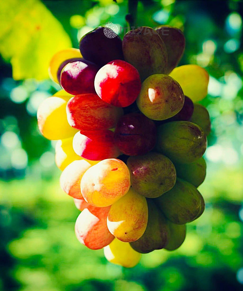 Nho Nhật Bản siêu đắt đỏ: Ăn đủ combo mất 20 triệu đồng-12