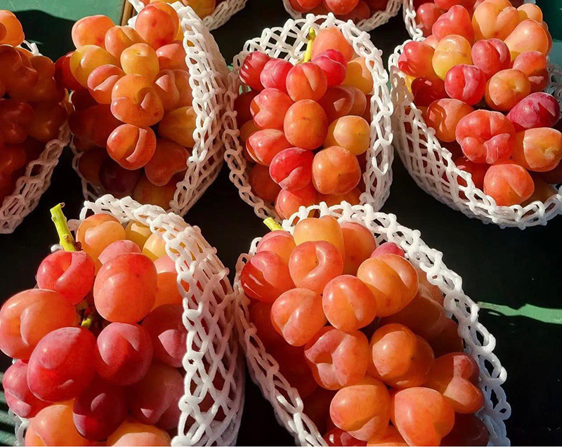 Nho Nhật Bản siêu đắt đỏ: Ăn đủ combo mất 20 triệu đồng-13