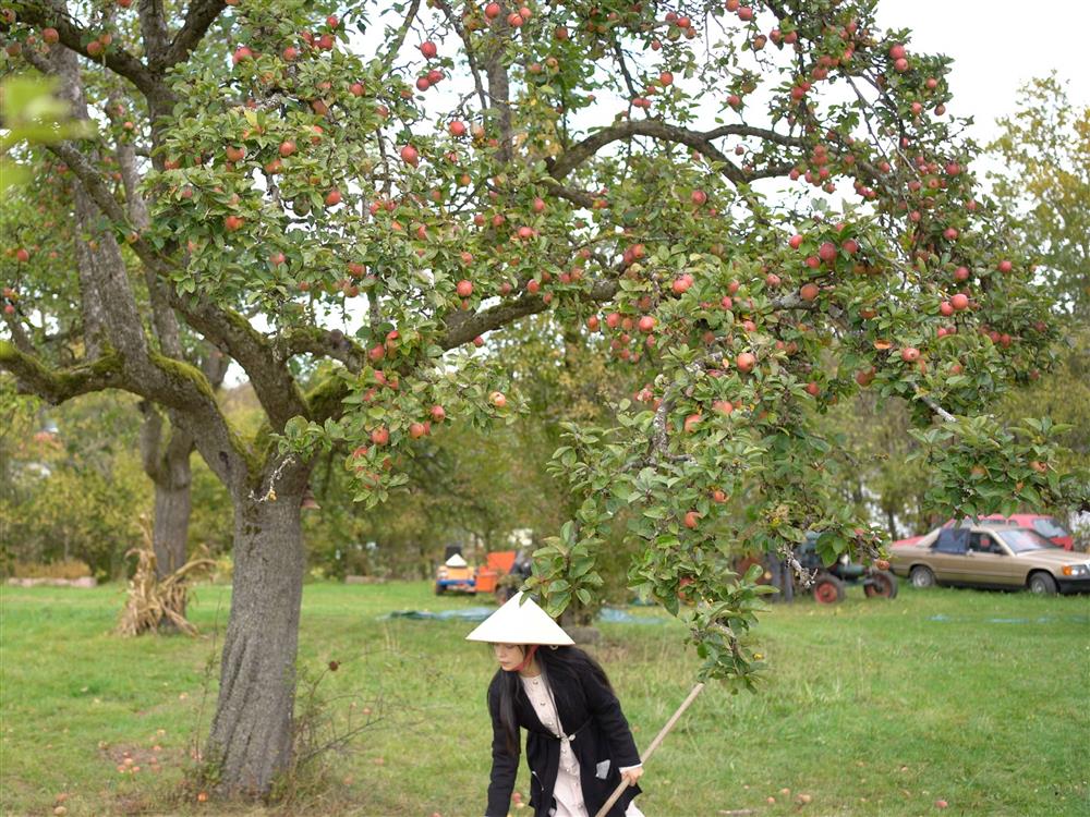 Vợ Việt chồng Đức bỏ phố về quê, sống ở nông trại gần 9.000 m2-3