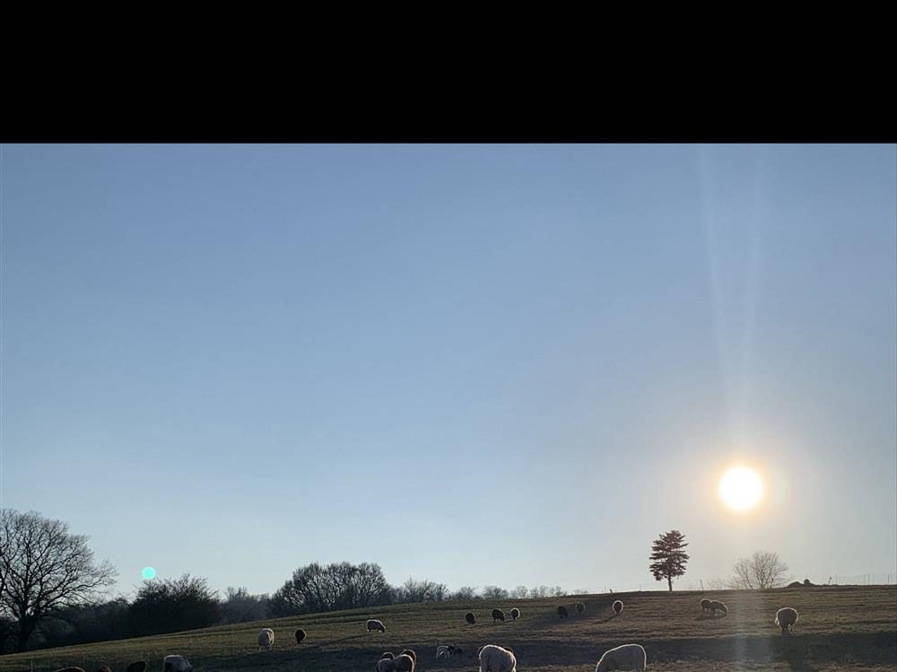 Vợ Việt chồng Đức bỏ phố về quê, sống ở nông trại gần 9.000 m2-4