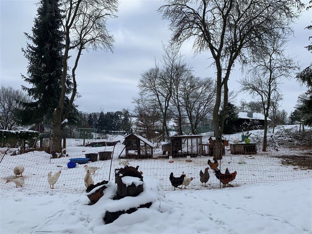 Vợ Việt chồng Đức bỏ phố về quê, sống ở nông trại gần 9.000 m2-6