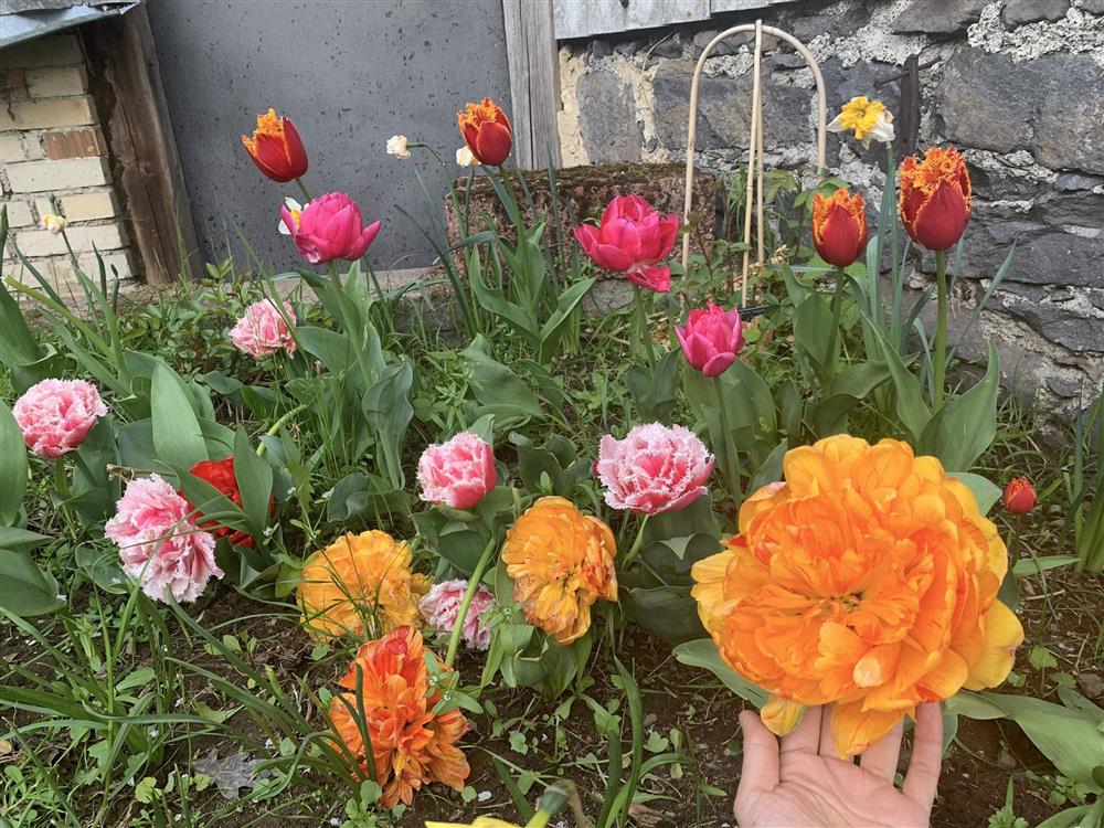 Vợ Việt chồng Đức bỏ phố về quê, sống ở nông trại gần 9.000 m2-9