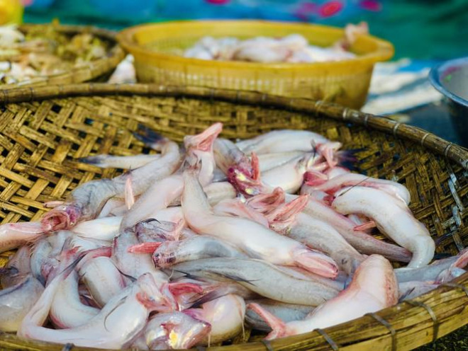 Loại cá đặc sản ở quê giá rẻ như cho, lên thành phố 250.000 đồng/kg tranh nhau mua-1