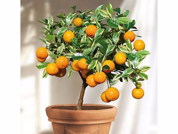 Cây cảnh để bàn làm việc, phòng khách đẹp, hợp phong thủy-21