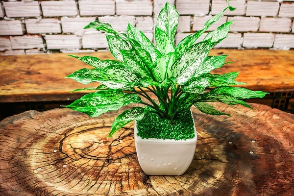 Cây cảnh để bàn làm việc, phòng khách đẹp, hợp phong thủy-4