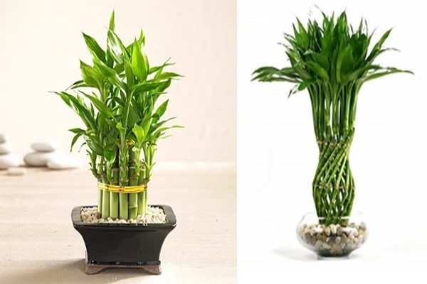 Cây cảnh để bàn làm việc, phòng khách đẹp, hợp phong thủy-12