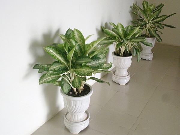 Cây cảnh để bàn làm việc, phòng khách đẹp, hợp phong thủy-18