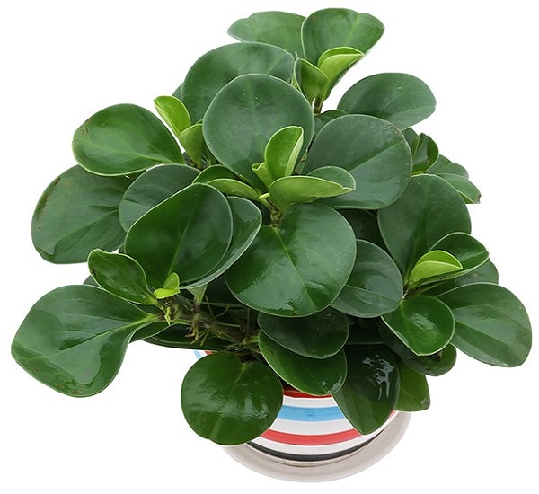 Cây cảnh để bàn làm việc, phòng khách đẹp, hợp phong thủy-19