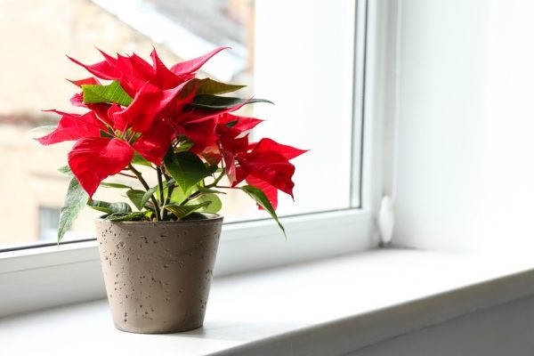 Cây cảnh để bàn làm việc, phòng khách đẹp, hợp phong thủy-20