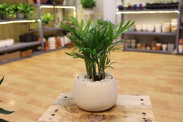 Cây cảnh để bàn làm việc, phòng khách đẹp, hợp phong thủy-13