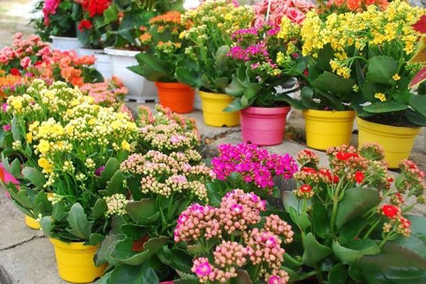 Cây cảnh để bàn làm việc, phòng khách đẹp, hợp phong thủy-15