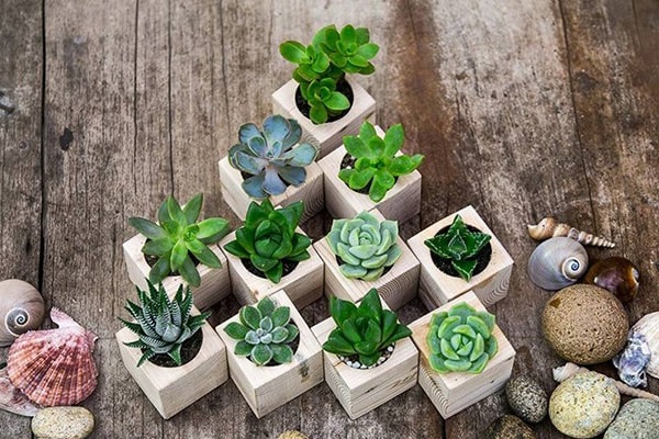 Cây cảnh để bàn làm việc, phòng khách đẹp, hợp phong thủy-9