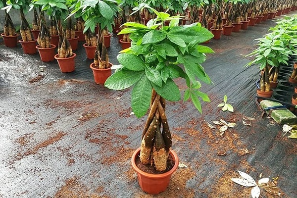 Cây cảnh để bàn làm việc, phòng khách đẹp, hợp phong thủy-3