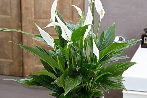 Cây cảnh để bàn làm việc, phòng khách đẹp, hợp phong thủy-16