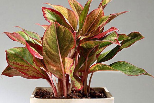 Cây cảnh để bàn làm việc, phòng khách đẹp, hợp phong thủy-6