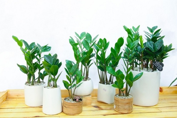 Cây cảnh để bàn làm việc, phòng khách đẹp, hợp phong thủy-2