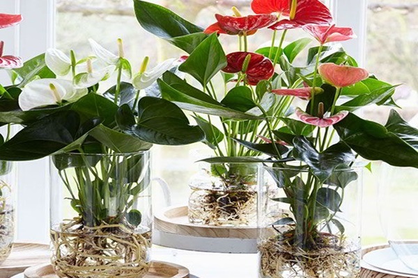 Cây cảnh để bàn làm việc, phòng khách đẹp, hợp phong thủy-7