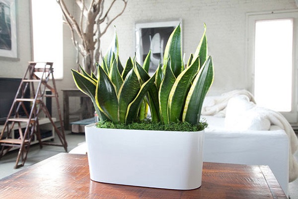 Cây cảnh để bàn làm việc, phòng khách đẹp, hợp phong thủy-1