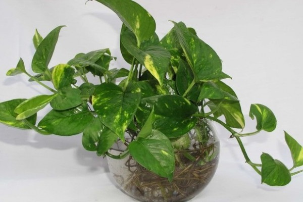 Cây cảnh để bàn làm việc, phòng khách đẹp, hợp phong thủy-5