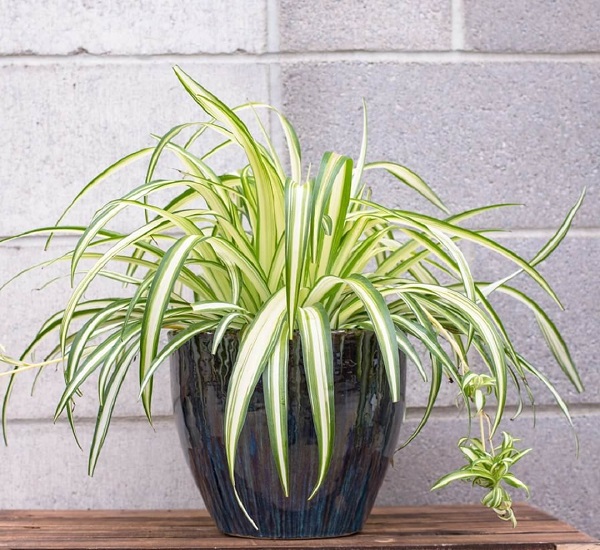 Cây cảnh để bàn làm việc, phòng khách đẹp, hợp phong thủy-8