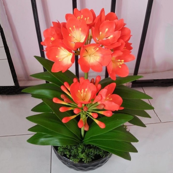 Cây cảnh để bàn làm việc, phòng khách đẹp, hợp phong thủy-17