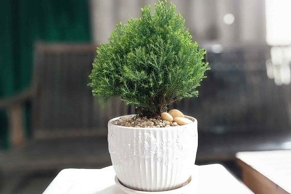 Cây cảnh để bàn làm việc, phòng khách đẹp, hợp phong thủy-11