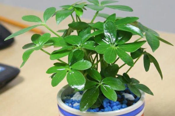 Cây cảnh để bàn làm việc, phòng khách đẹp, hợp phong thủy-14