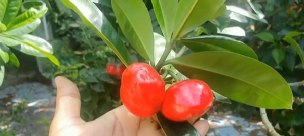 Đến thăm nhà ông bà được vài giờ, 2 anh em nôn mửa dữ dội rồi mất mạng chỉ vì Tử thần ẩn náu trong vườn-2