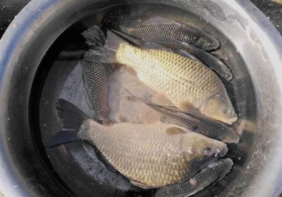 Để mua cá diếc ngon, nên chọn con to hay con nhỏ? Hãy nhớ 3 điểm để mua đúng cá diếc tự nhiên ngon-1