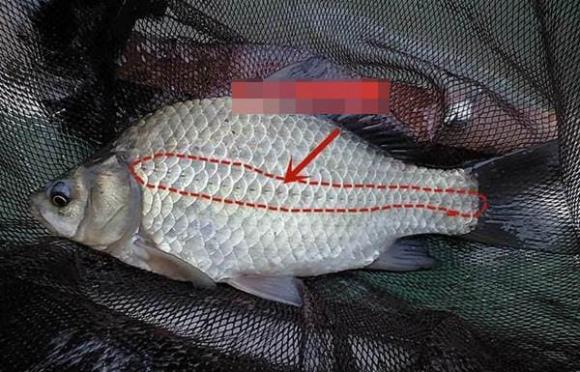 Để mua cá diếc ngon, nên chọn con to hay con nhỏ? Hãy nhớ 3 điểm để mua đúng cá diếc tự nhiên ngon-3