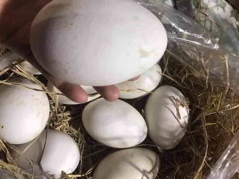 Trứng loài ngỗng có tên hung dữ, đắt gấp chục lần trứng gà, có là hết sạch-1