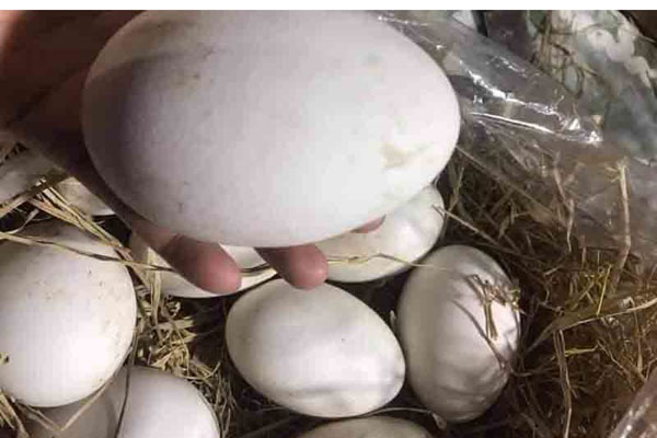 Trứng gà so thả đồi tối ngủ trên cây, bé bằng ngón chân cái nhưng giá cao hơn trứng thường, khách vẫn tranh nhau mua về ăn thử-5